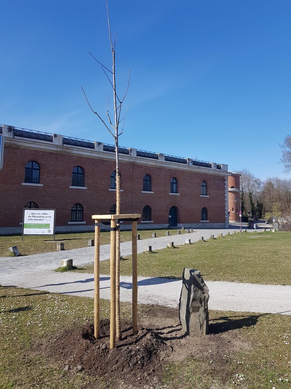 Baumpflanzung in Ingolstadt